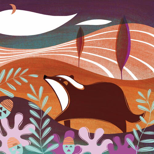 Badger at Night